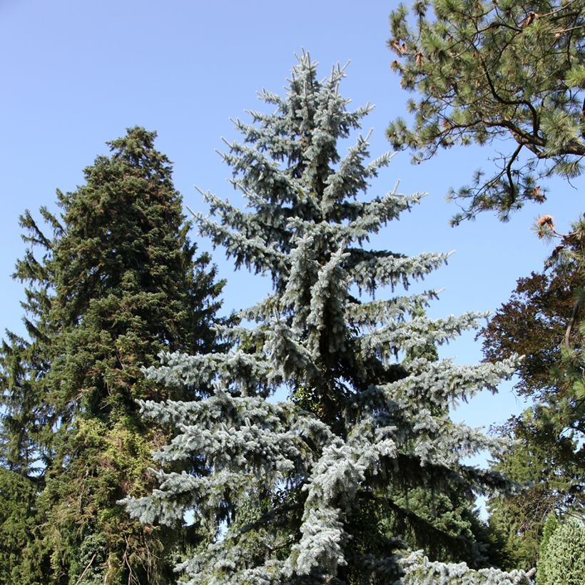 Picea pungens (Hafen)