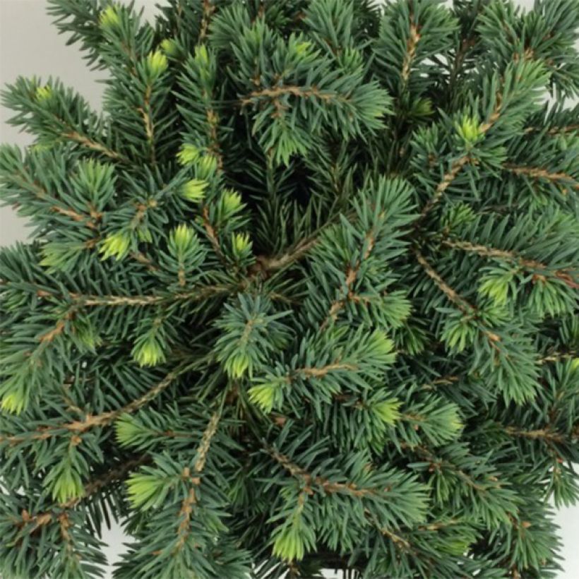Picea pungens Kuba (Foliage)