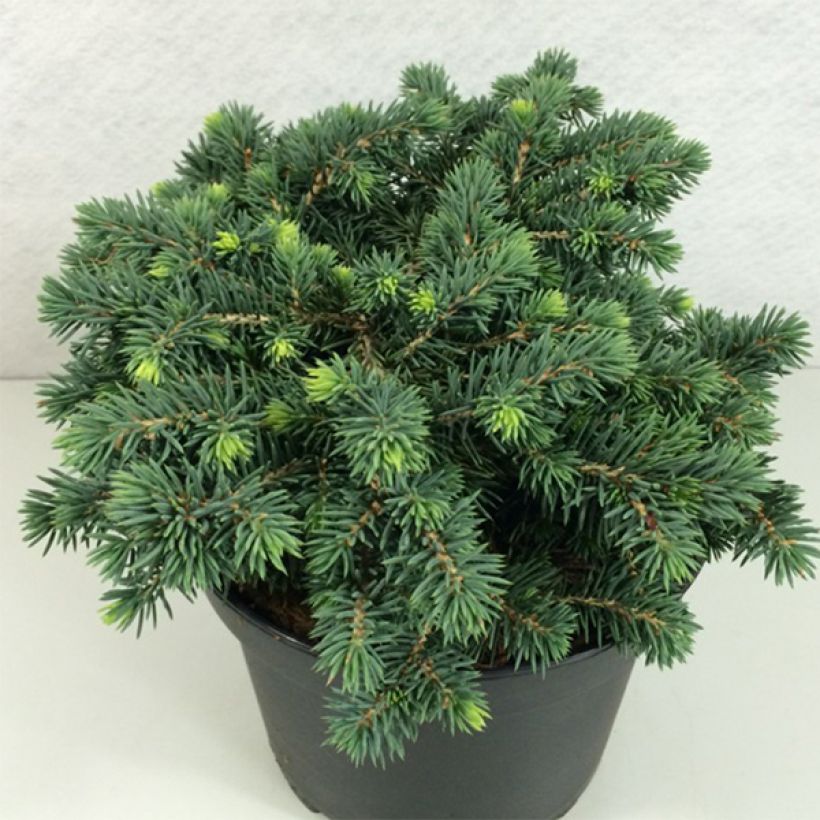 Picea pungens Kuba (Plant habit)