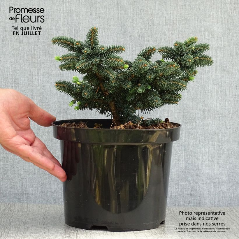 Example of Picea pungens Sonia Topf mit 4L/5L as you get in ete