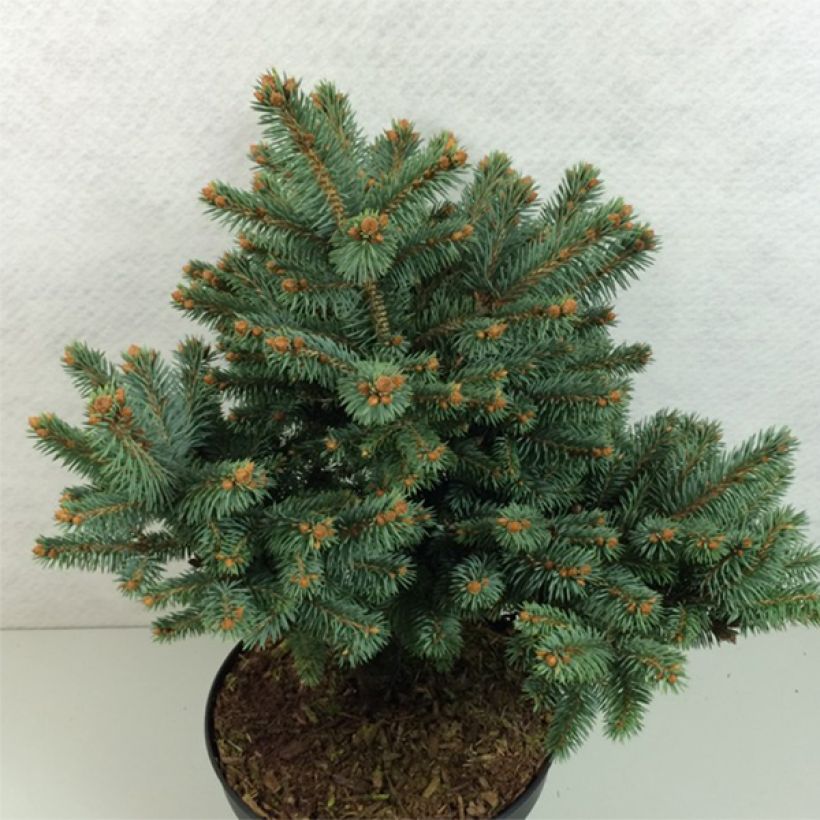 Picea pungens Thuem (Hafen)