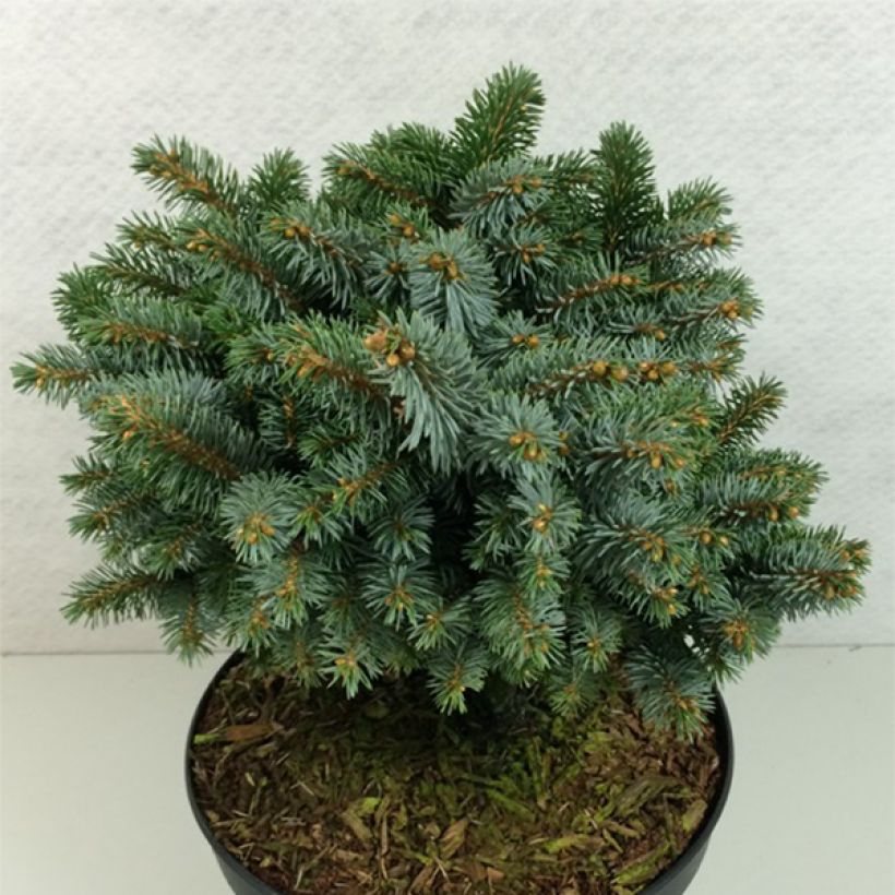 Picea sitchensis Rom (Hafen)