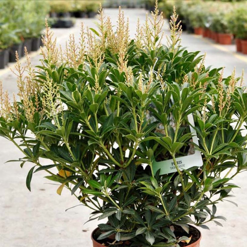 Schattenglöckchen Debutante - Pieris japonica (Plant habit)