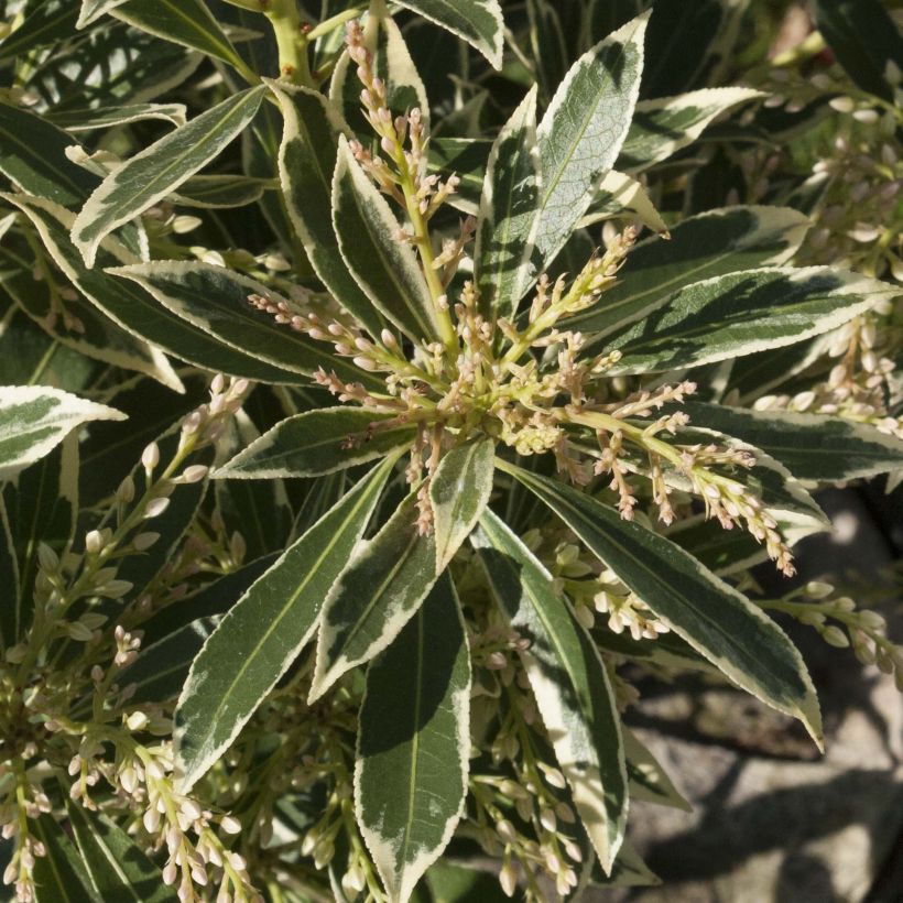 Schattenglöckchen Flaming Silver - Pieris japonica (Foliage)