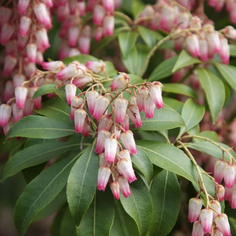 Schattenglöckchen Christmas Cheer - Pieris japonica (Flowering)