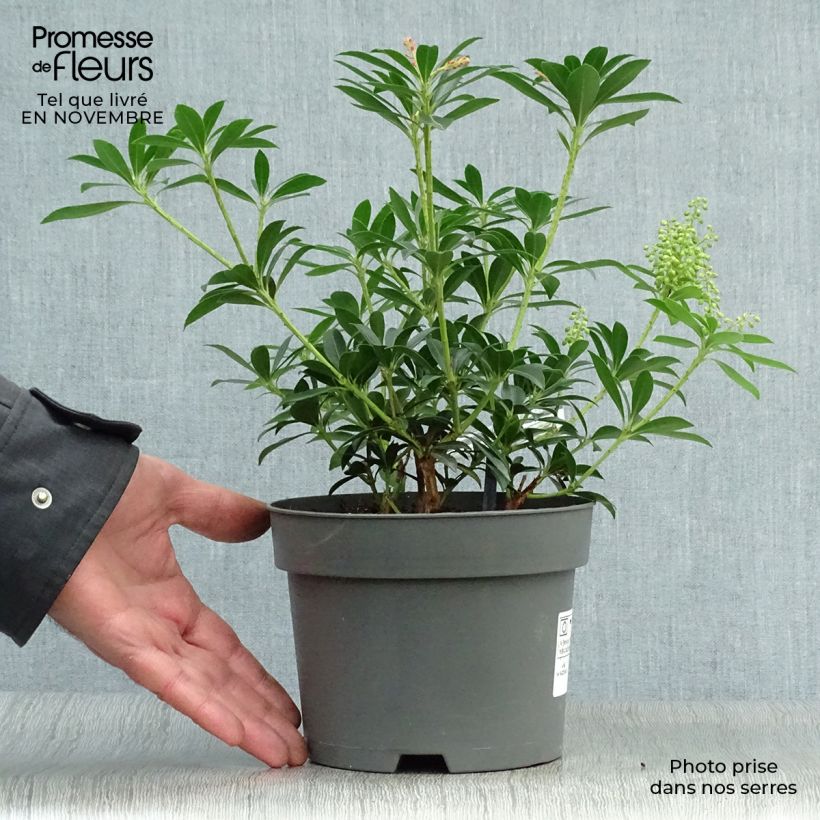 Example of Schattenglöckchen Debutante - Pieris japonica Topf mit 2L/3L as you get in automne