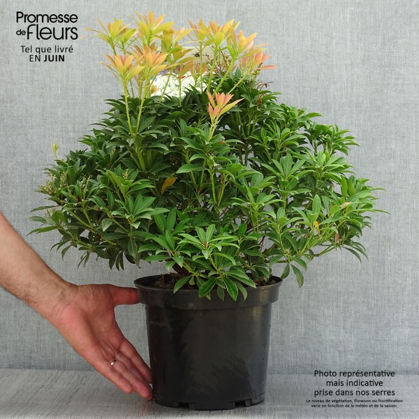 Exemplar von Schattenglöckchen Debutante - Pieris japonica Topf mit 4L/5L wie im Sommer geliefert