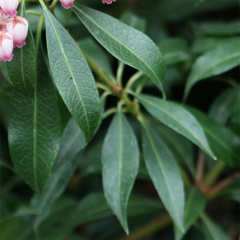 Schattenglöckchen Katsura - Pieris japonica (Foliage)
