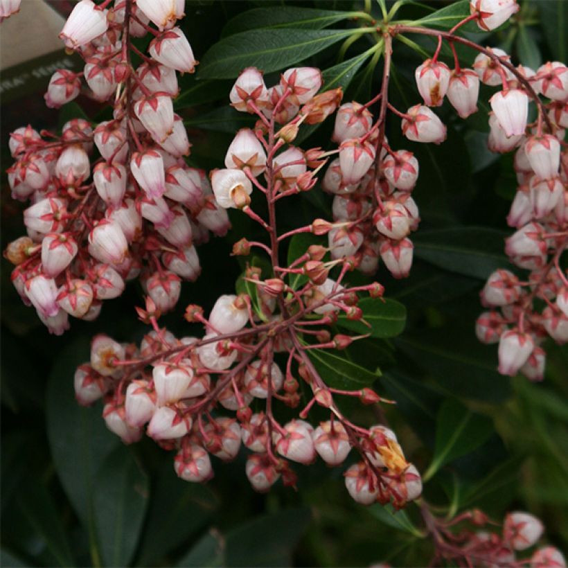 Schattenglöckchen Katsura - Pieris japonica (Flowering)