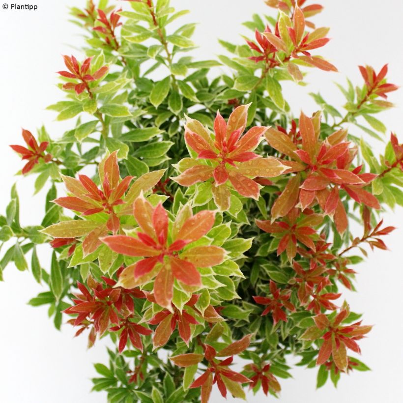 Schattenglöckchen Little Goldy - Pieris japonica (Foliage)