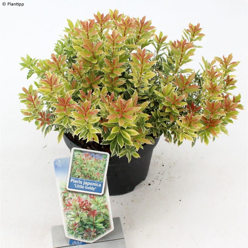Schattenglöckchen Little Goldy - Pieris japonica (Plant habit)