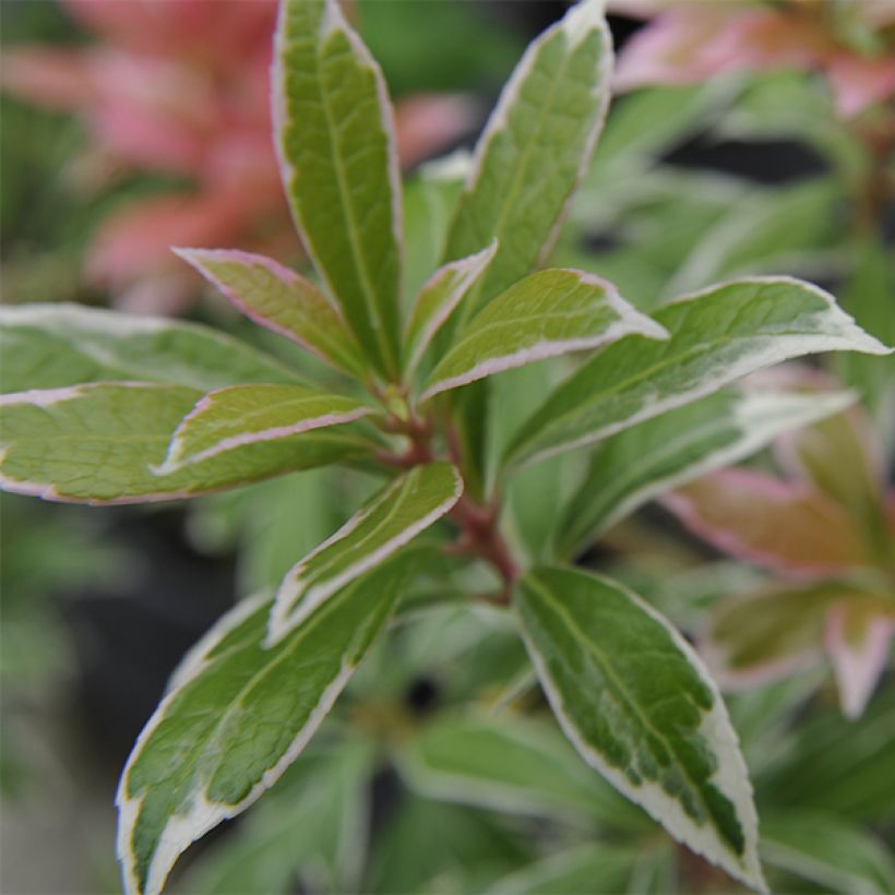 Schattenglöckchen Little Heath - Pieris japonica (Foliage)