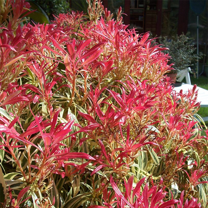 Schattenglöckchen Little Heath - Pieris japonica (Plant habit)