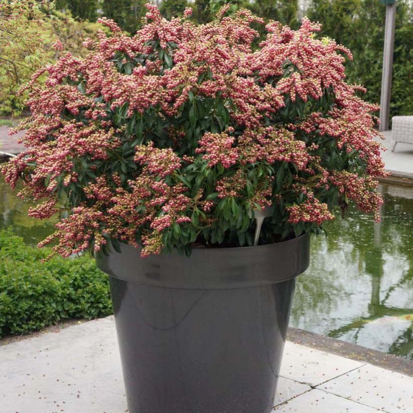 Schattenglöckchen Passion - Pieris japonica (Plant habit)