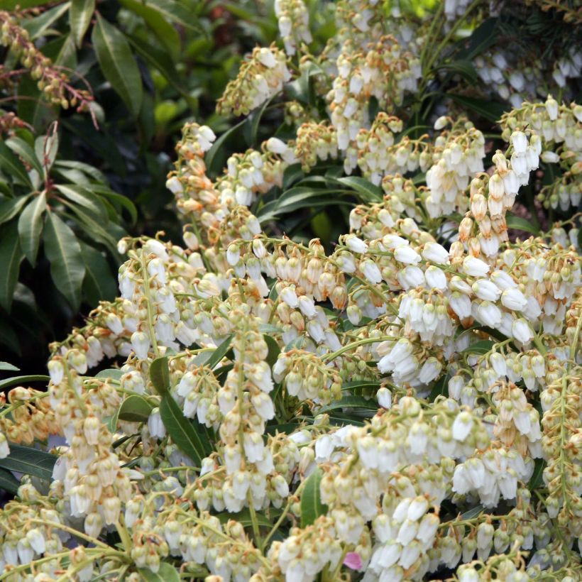 Schattenglöckchen Purity - Pieris japonica (Flowering)