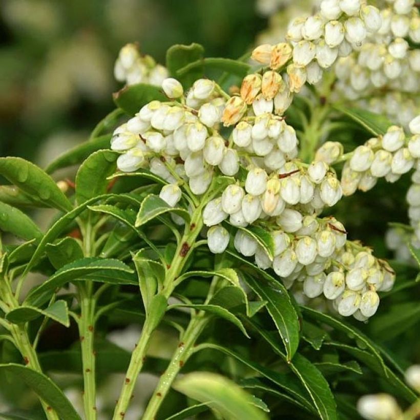 Schattenglöckchen Sarabande - Pieris japonica (Flowering)