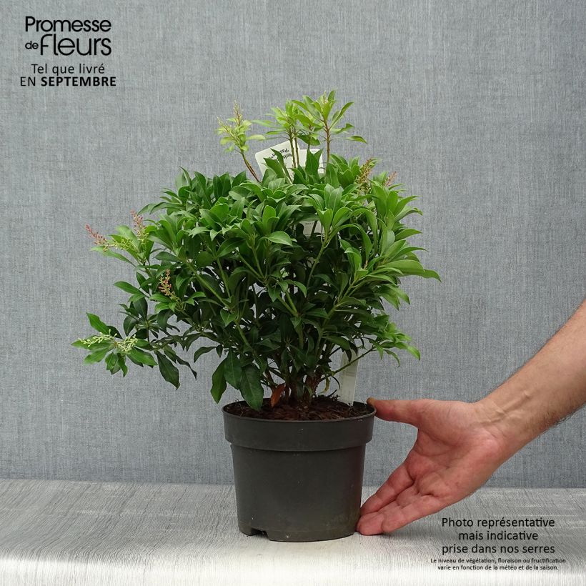 Example of Schattenglöckchen Pink passion - Pieris japonica Topf mit 2L/3L as you get in automne