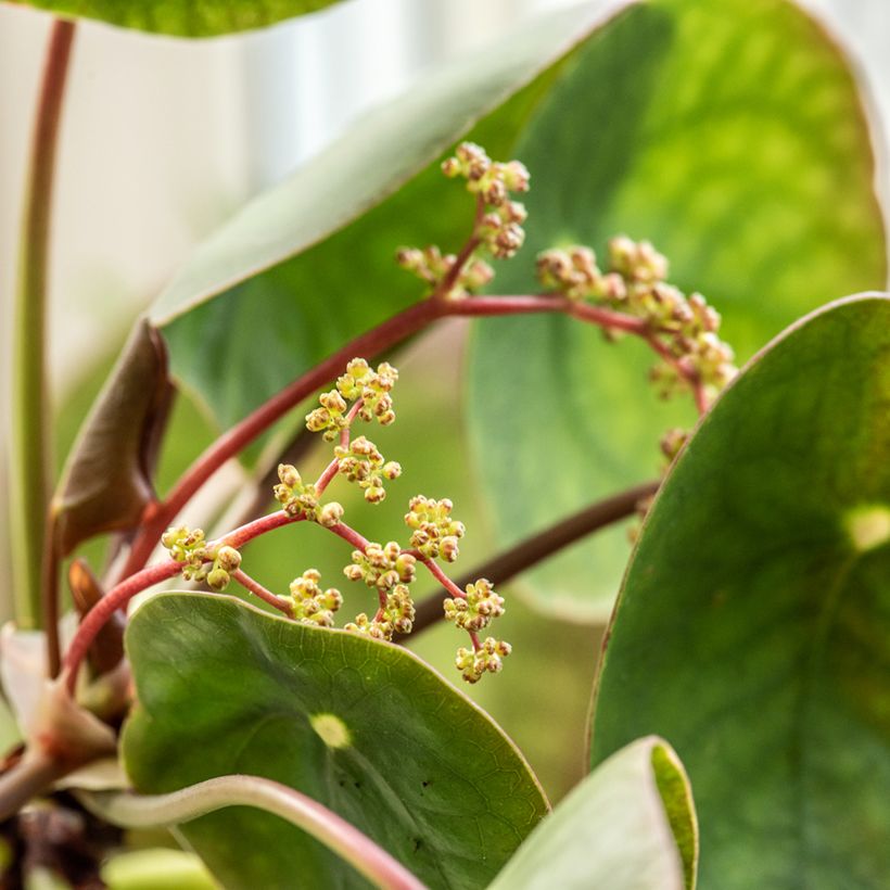 Ufo-pflanze - Pilea peperomioides (Flowering)