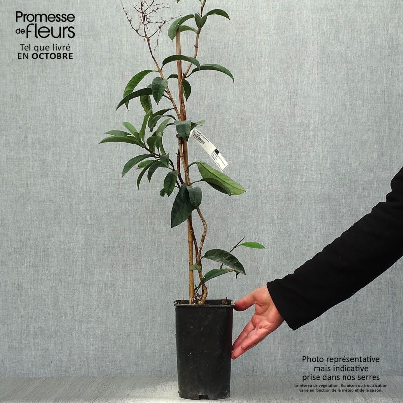 Example of Pileostegia viburnoides Topf mit 2L/3L as you get in automne
