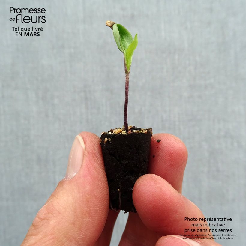 Example of Chili Gorria Bio Mini-Plug Ø 1,5/2,5 cm as you get in printemps