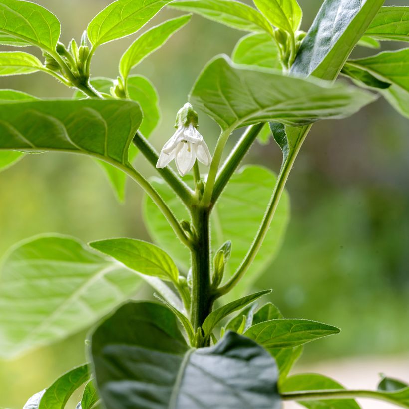 Chili-Pfeffer Krakatoa (Flowering)