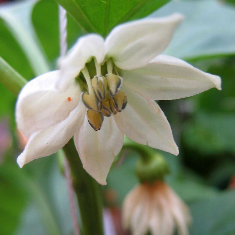 Chili Impala (Flowering)