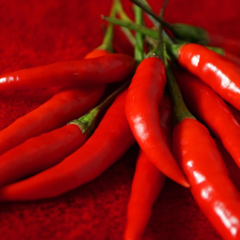 Chili Impala (Harvest)