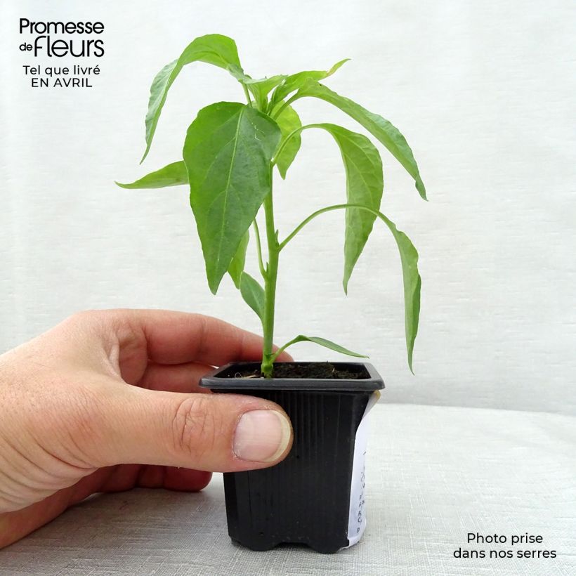Example of Chili-Pfeffer très long des Landes Kleine Töpfe von 7/8 cm as you get in printemps