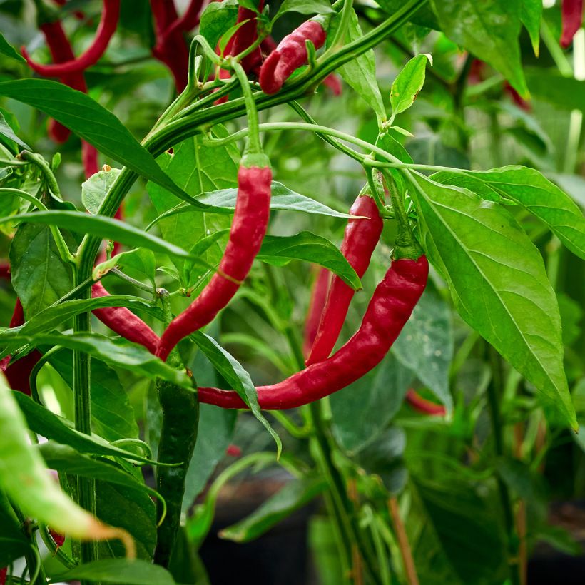 Chili-Pfeffer très long des Landes (Harvest)