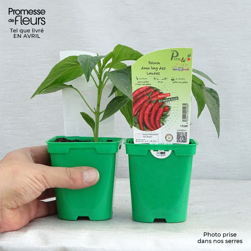 Example of Chili-Pfeffer très long des Landes Topf 10 cm/11cm as you get in printemps