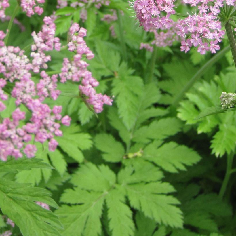 Pimpinella major Rosea - Große Bibernelle (Foliage)