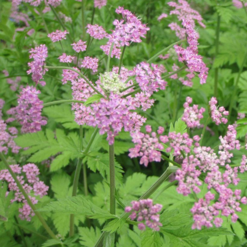 Pimpinella major Rosea - Große Bibernelle (Flowering)