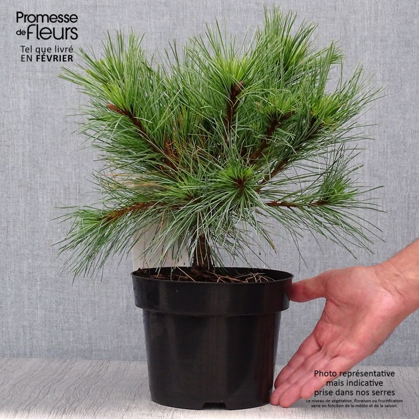 Example of Pinus strobus Blue Shag - Weymouths-Kiefer Topf mit 2L/3L as you get in automne