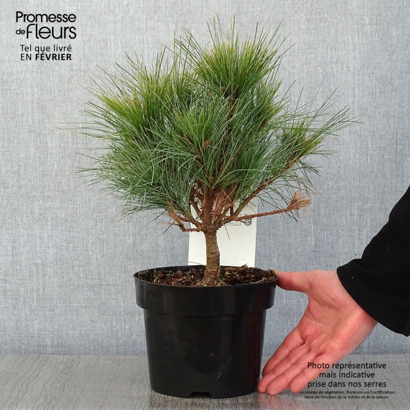 Exemplar von Pinus strobus Blue Shag - Weymouths-Kiefer Topf mit 2L/3L wie im Winter geliefert
