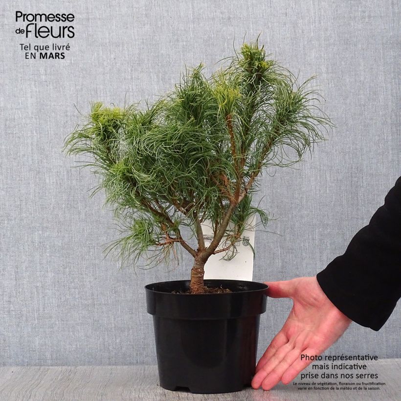 Exemplar von Pinus strobus Tiny Kurls - Weymouths-Kiefer Topf mit 2L/3L wie im Winter geliefert