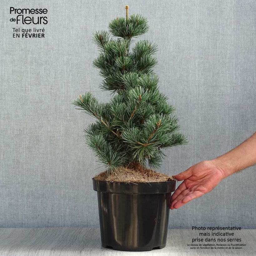 Example of Pinus parviflora Tempelhof - Mädchen-Kiefer Topf mit 7,5L/10L as you get in automne