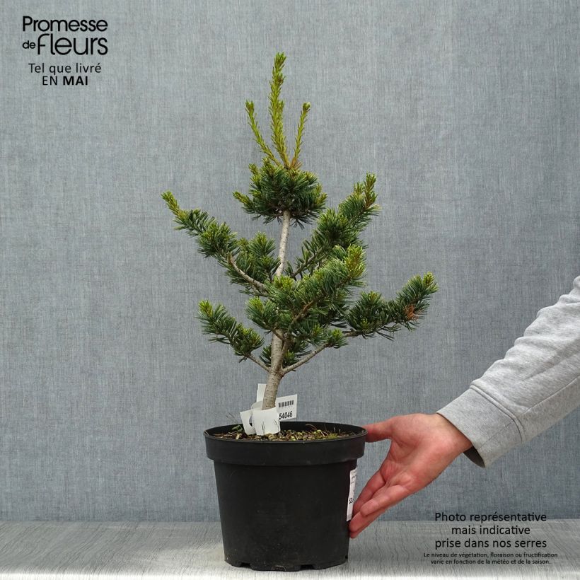 Exemplar von Pinus parviflora Fukai - Mädchen-Kiefer Topf mit 4L/5L wie im Frühjahr geliefert