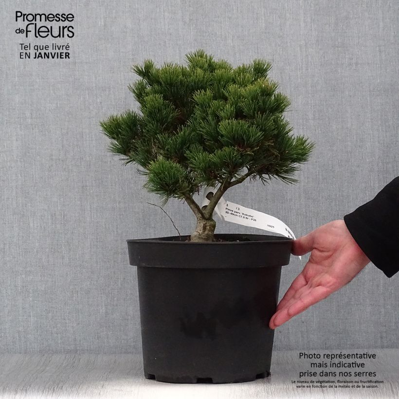 Exemplar von Pinus parviflora Kokuho - Mädchen-Kiefer Topf mit 7,5L/10L wie im Winter geliefert