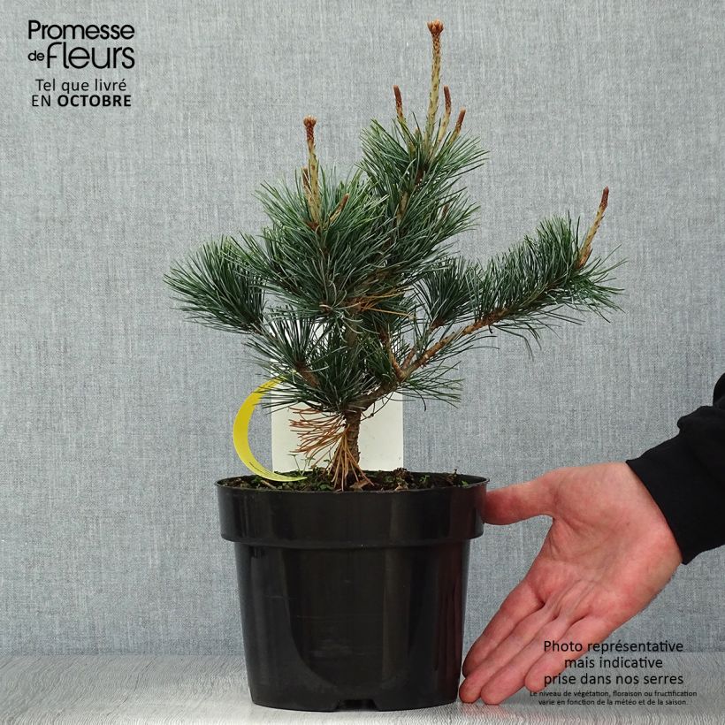 Example of Pinus parviflora Negishi - Mädchen-Kiefer Topf mit 2L/3L as you get in automne