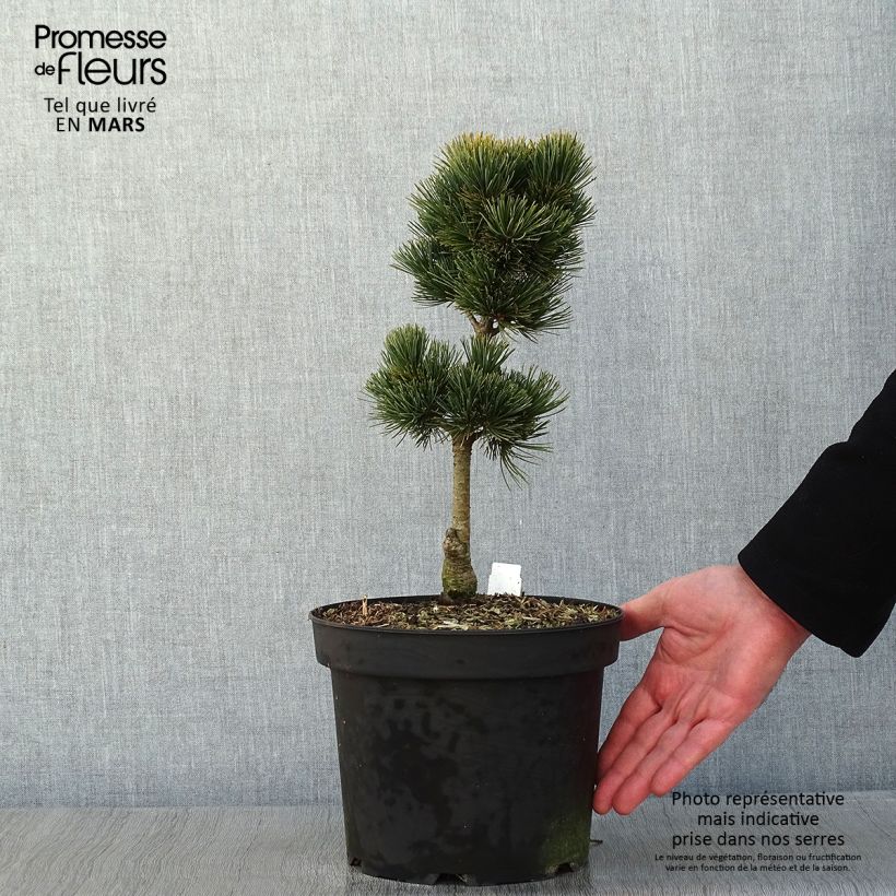 Exemplar von Pinus cembra Compacta Glauca - Zirbel-Kiefer Topf mit 4L/5L wie im Winter geliefert