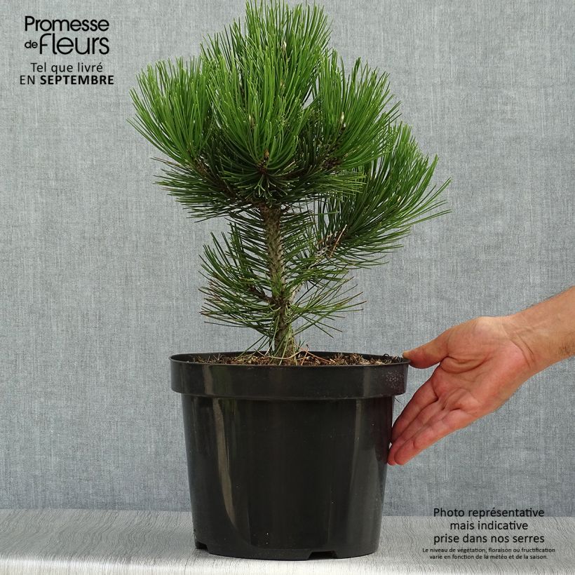 Example of Pinus heldreichii Malinkii - Schlangenhaut-Kiefer Topf mit 7,5L/10L as you get in automne