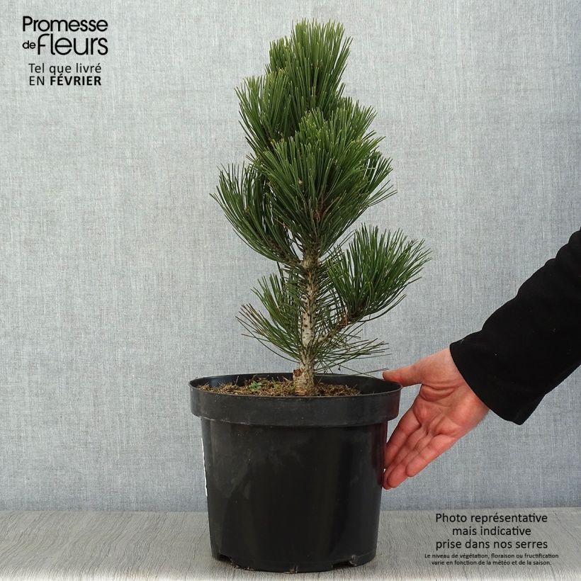 Exemplar von Pinus heldreichii Malinkii - Schlangenhaut-Kiefer Topf mit 7,5L/10L wie im Winter geliefert