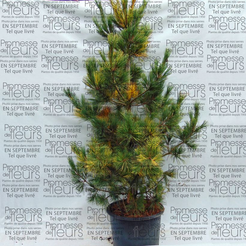 Example of Pinus peuce Aureovariegata - Rumelische Kiefer Topf mit 18L/20L as you get