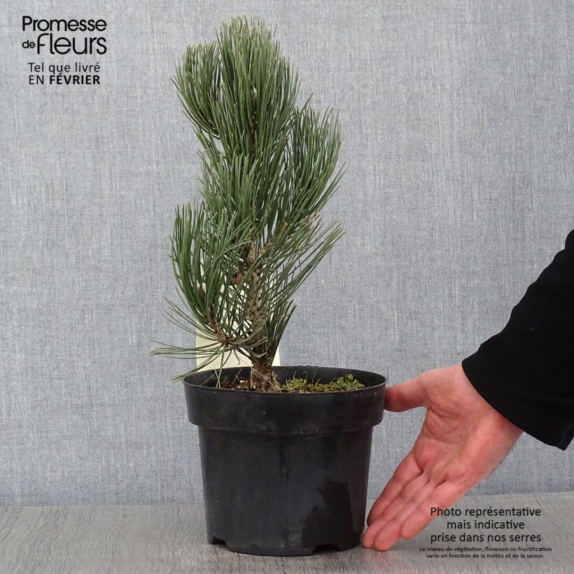 Exemplar von Pinus heldreichii Compact Gem - Schlangenhaut-Kiefer Topf mit 2L/3L wie im Winter geliefert