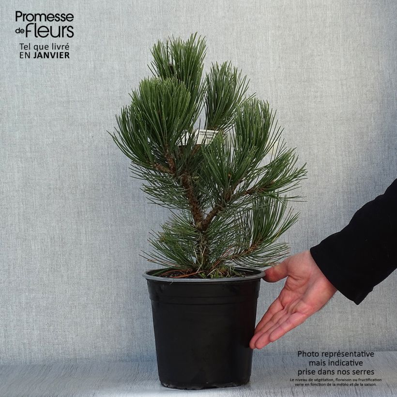 Exemplar von Pinus heldreichii Compact Gem - Schlangenhaut-Kiefer Topf mit 4L/5L wie im Winter geliefert