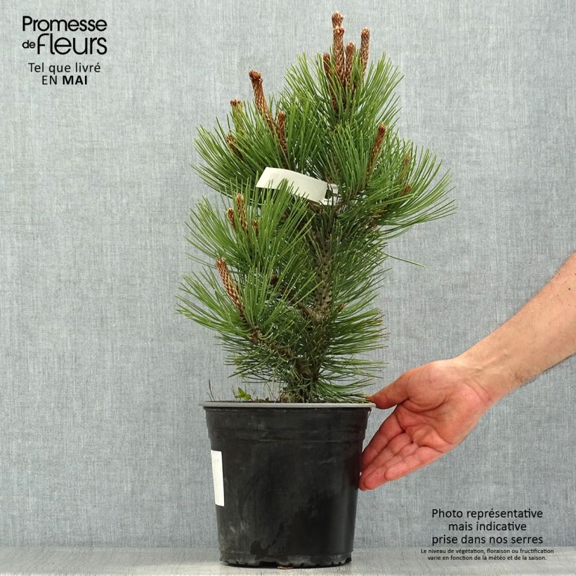 Exemplar von Pinus heldreichii Compact Gem - Schlangenhaut-Kiefer Topf mit 4L/5L wie im Frühjahr geliefert