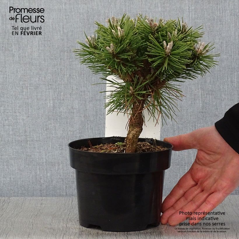 Exemplar von Pinus mugo Benjamin - Bergkiefer Topf mit 2L/3L wie im Winter geliefert