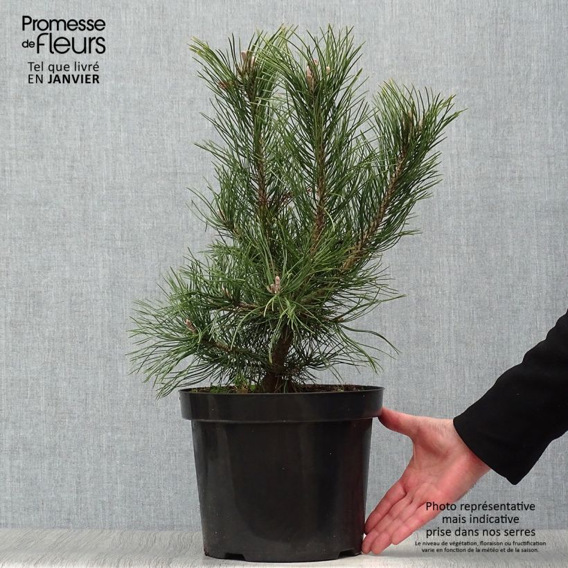 Exemplar von Pinus mugo Gnom - Bergkiefer Topf mit 7,5L/10L wie im Winter geliefert