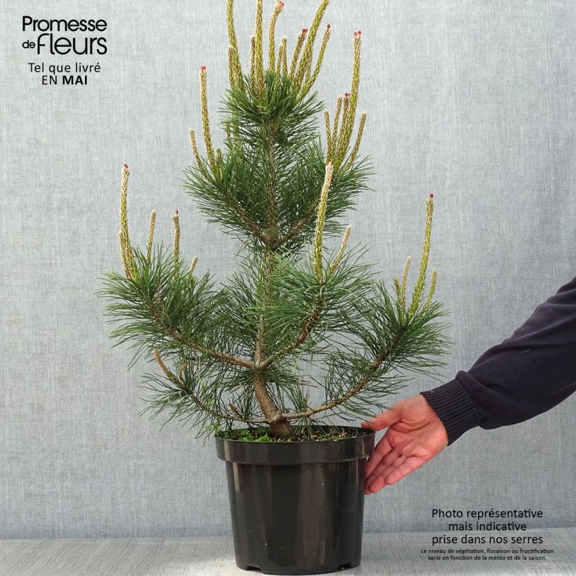 Exemplar von Pinus mugo Gnom - Bergkiefer Topf mit 7,5L/10L wie im Frühjahr geliefert