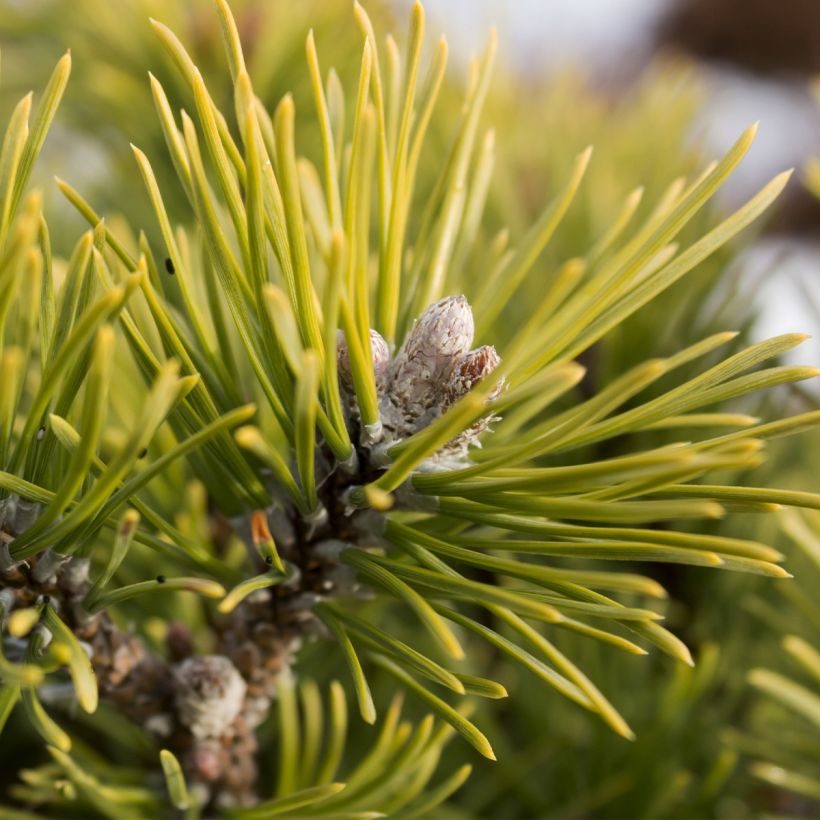 Pinus mugo Mops Gold - Bergkiefer (Ernte)